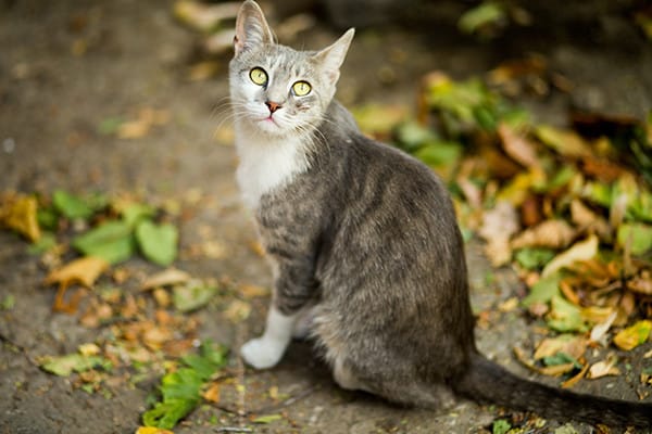 Suyu Seven 14 Kedi Cinsi