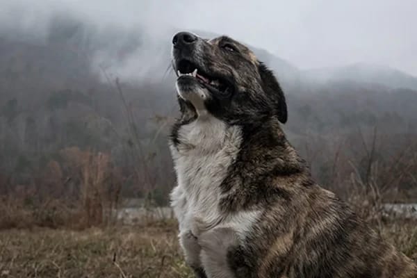 Köpeklerde Pulmoner Kontüzyon Nedir?