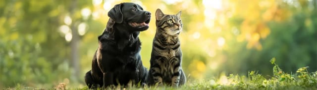 Kedi ve Köpeklerde Yaşa Göre Beslenme: Yavru, Yetişkin ve Yaşlı Dostlar İçin MamaPlus Prive Çözümleri