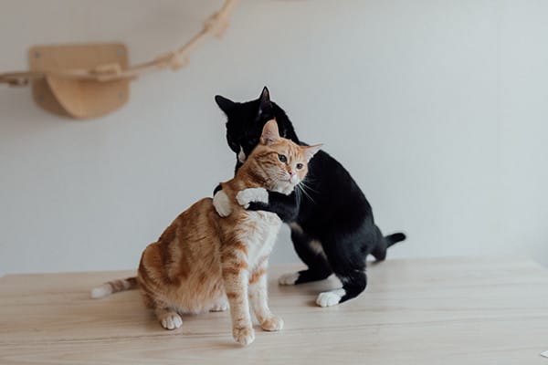 8 Kedi Sesi ve Anlamları