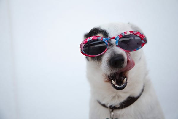 Köpekler neden yabancılara havlar?