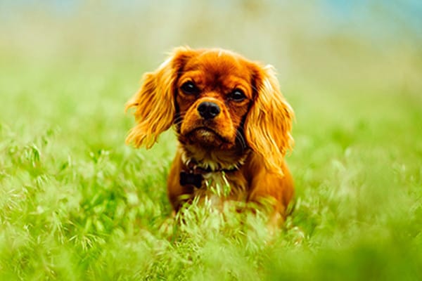 Köpek Maması Alerji Belirtileri Nedir?