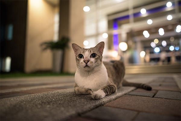 American Curl Kedisi Özellikleri, Bakımı, Beslenmesi ve Eğitimi