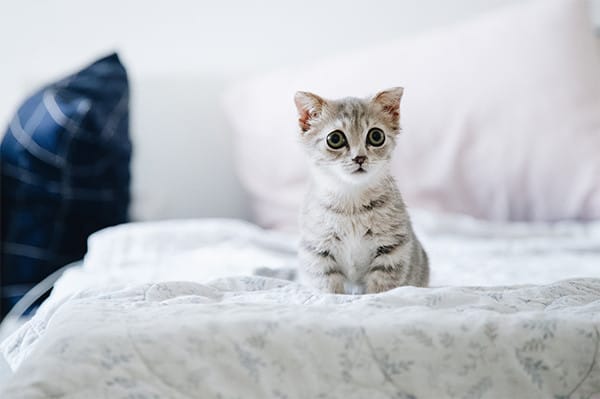 Kedi Beslenmesinde Taurin’in Önemi