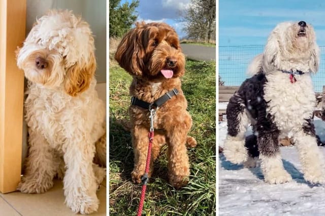 En Popüler 5 Doodle Köpek Irkını Tanıyın