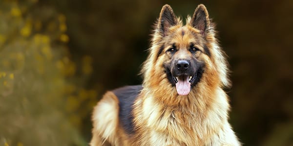 Köpeklerde Ağız Bakımı
