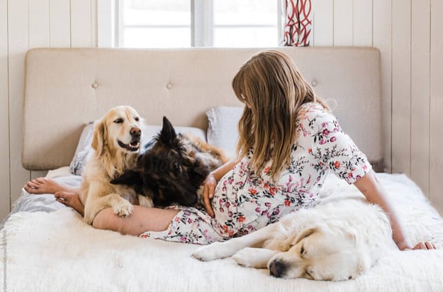 Köpekler Geleceği Tahmin Edebilir Mi?