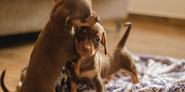 Mini Dachshund Köpek Irkı Özellikleri, Bakımı, Beslenmesi ve Eğitimi