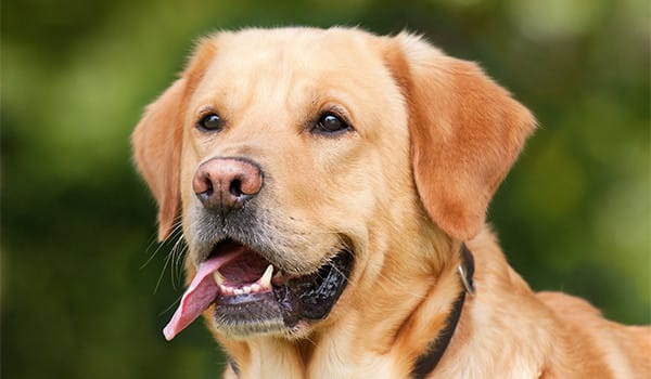 Köpek Yaşı Hesaplama