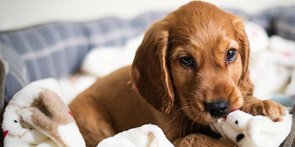 Köpeklerde ishal