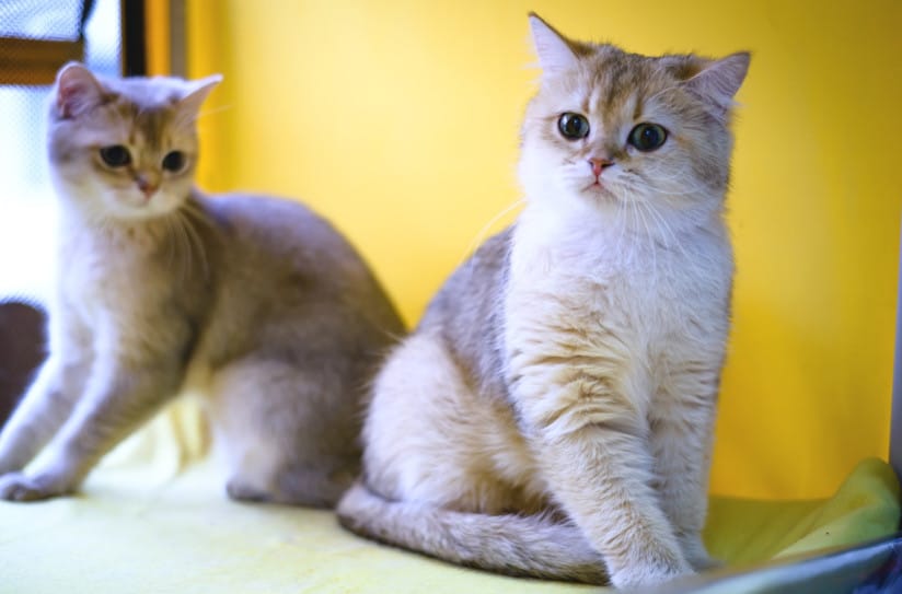 Burmilla Kedi Irkı Özellikleri, Bakımı, Beslenmesi ve Eğitimi