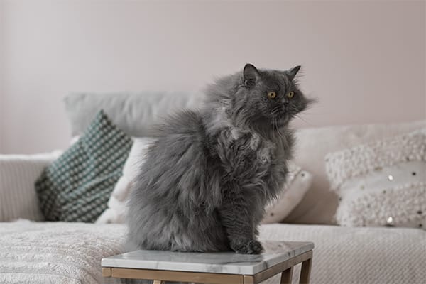 Selkirk Rex Kedisi Özellikleri, Bakımı, Beslenmesi ve Eğitimi