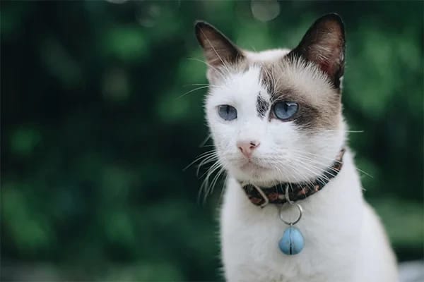Kedilerde Fip Hastalığı Hakkında Her Şey