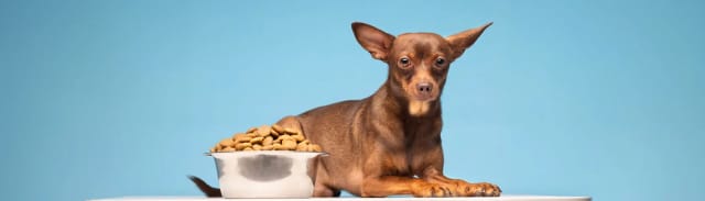 Obeziteye Yatkın Köpek Irkları ve Beslenme Önerileri