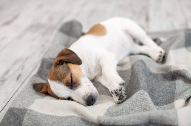 Köpeğiniz İçin Bir Uyku Rutini Oluşturmak