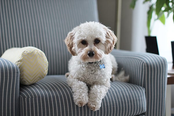 Köpeklerde Doğuştan Sağırlık Nedir?