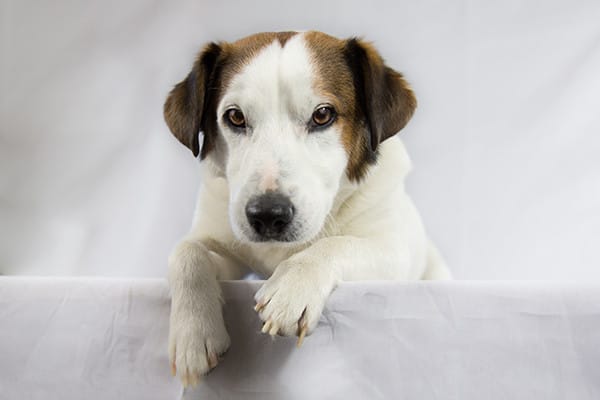 Köpeklerde Kulak Enfeksiyonları Nelerdir?