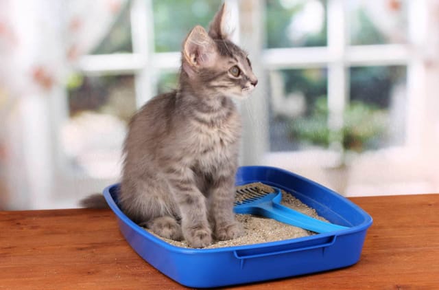 Bütün Kediler İçin: CatPlus Kedi Kumu