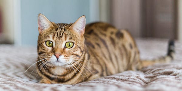 Kedi Besleme Rehberi