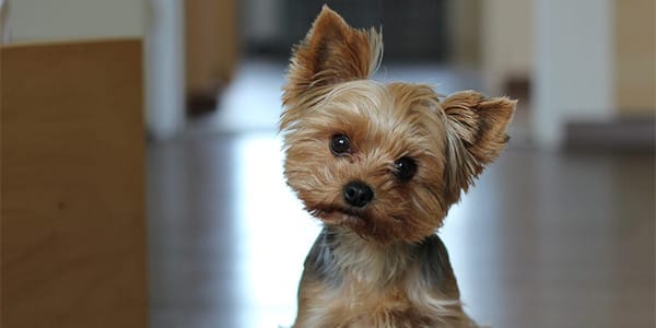 Küçük Irk Köpekler Nereden Gelir?