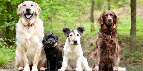 KÖPEKLERDE KANSER
