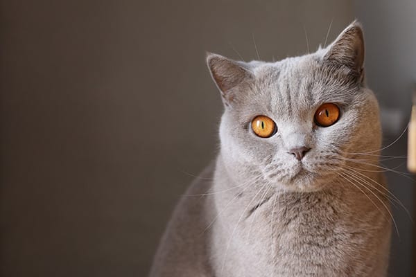 Kedinize Kaç İkram Vermelisiniz?