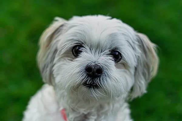 En Sağlıklı Köpek Irkları Hangileridir?