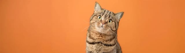 En İyi Kedi Maması Seçme Rehberi: Kediniz İçin Doğru Mamayı Nasıl Bulursunuz?