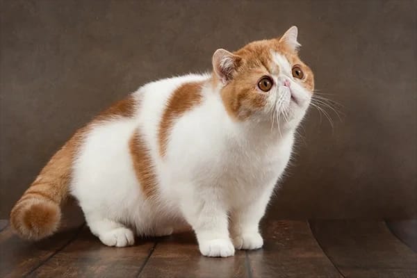 Munchkin Kedisi Özellikleri, Bakımı, Beslenmesi ve Eğitimi