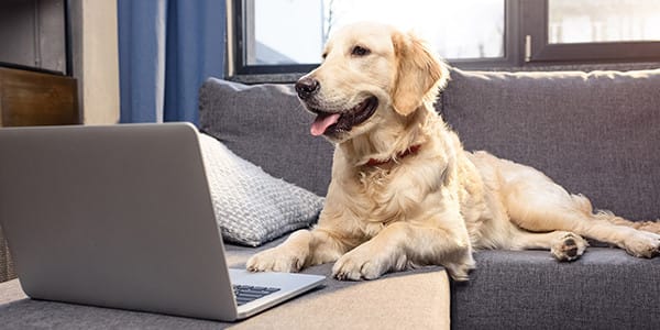 10 Yaygın Köpek Davranışı Sorunları