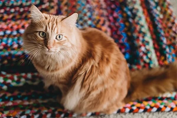 Aileler İçin En İyi 10 Kedi Cinsi