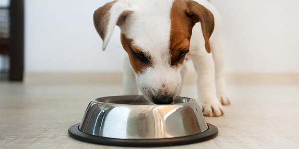 Küçük Irklar İçin En İyi Köpek Mamaları