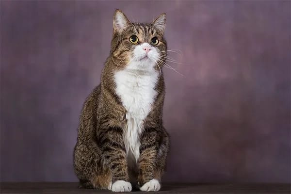 Amerikan Bobtail Kedisi Özellikleri, Bakımı, Beslenmesi ve Eğitimi