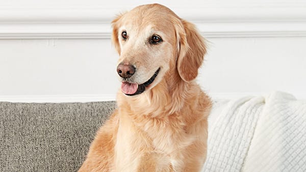 Köpeklerde Ayakkabı Takıntısının 5 Nedeni