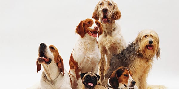 Köpeğinizin Vücut Dili