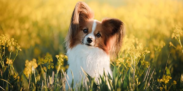 Köpekler Yumurta Yiyebilir mi?