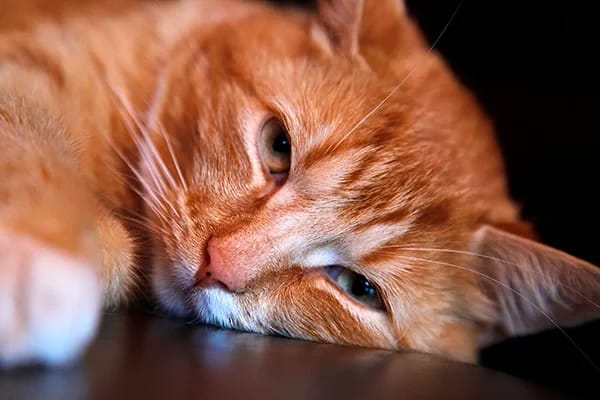 Kedi İshali Nedenleri ve Tedavisi