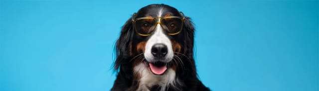 En İyi Köpek Maması Seçme Rehberi: Dostunuzun İhtiyacına Uygun Beslenme Nasıl Olmalı?