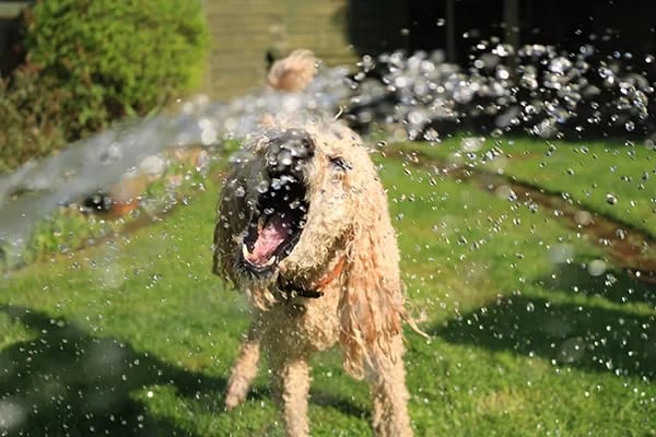 Köpeklerde Salmonella