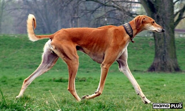 Saluki Köpek Irkı Özellikleri, Bakımı, Beslenmesi ve Eğitimi