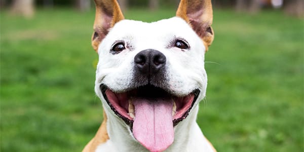 Köpeğinizin Sizi İzlemesinin Nedenleri?