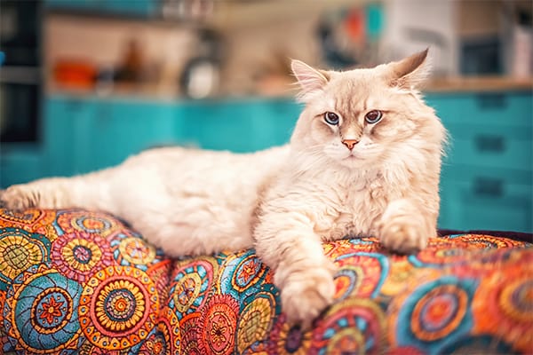 Siberian Kedisi Özellikleri, Bakımı, Beslenmesi ve Eğitimi