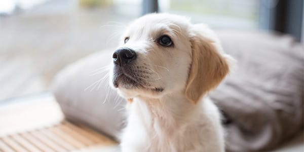 Yavru Köpekler için Zehirli Bitkiler!
