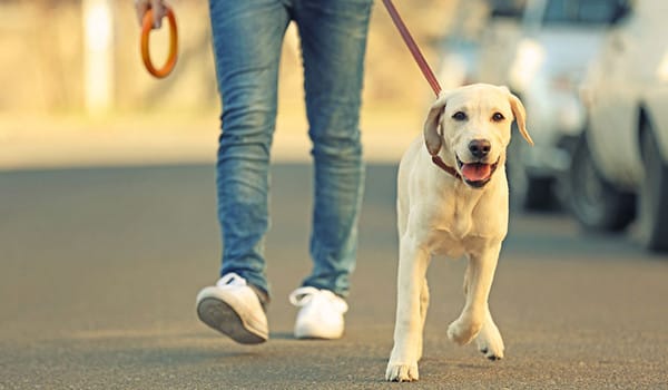 Köpekler Nasıl Gezdirilmeli?