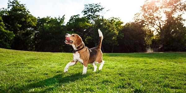 Beagle Köpek Irkı Özellikleri, Bakımı, Beslenmesi ve Eğitimi