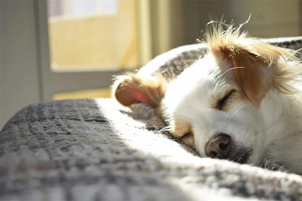 En Sağlıklı 7 Küçük Köpek Irkı