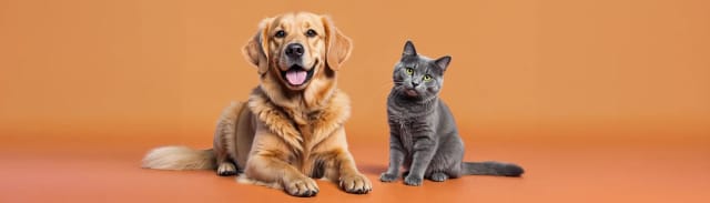 Super Premium Kedi ve Köpek Maması Nedir? Gerçekten Fark Yaratır mı?