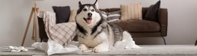 Köpeklerde İdeal Kilo Nasıl Belirlenir? Sağlıklı Yaşam İçin Beslenme İpuçları