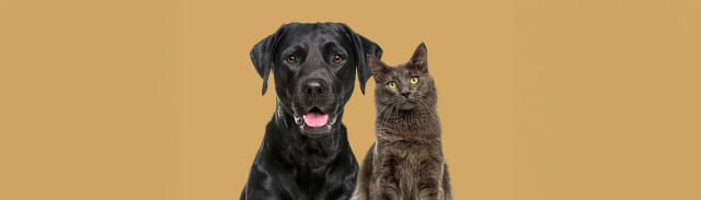 Dünyada Kişiselleştirilmiş Kedi ve Köpek Maması Trendi