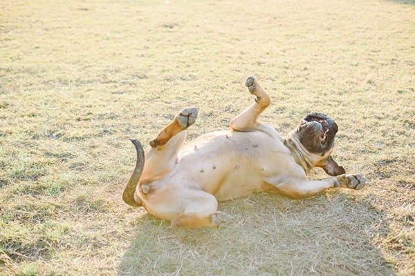 Köpeklerde Çim Alerjileri ve Tedavisi